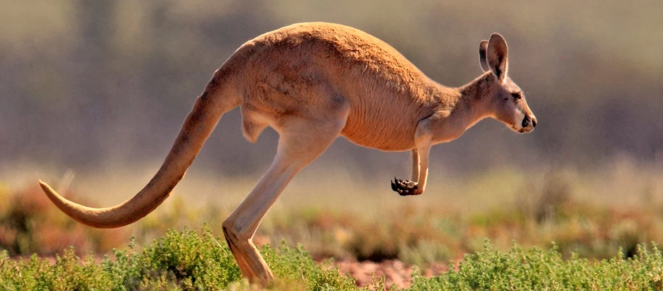 Σάλος στην Αυστραλία: Οδηγός πάτησε και σκότωσε με το αμάξι του 20 καγκουρό